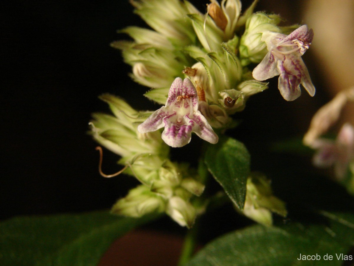 Lepidagathis walkeriana Nees